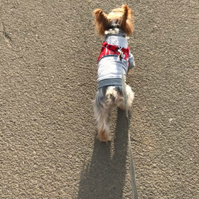 愛犬のトリミングの画像