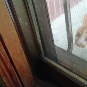 てんてん再来の画像