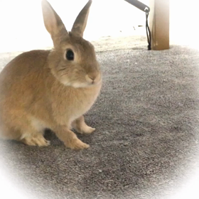 うさぎの「ピョンちゃん」オリンピック⁉️の画像