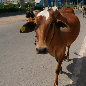 情報の錯綜の画像