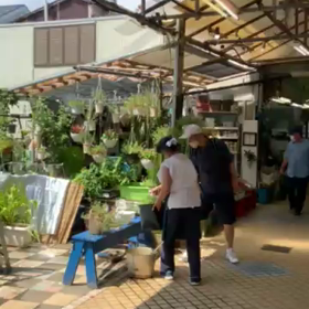 近く花屋でメダカ養殖の画像