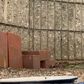 土曜日のタロウとJr.+スズメウォッチングの画像