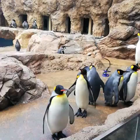 しまね海洋館アクアスペンギンさんの動画の画像