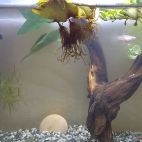 熱帯魚飼育を始めました。の画像