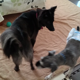 ウィル君との関係の画像