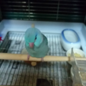 なかなかマメルリハ動画が投稿できず(T0T)の画像