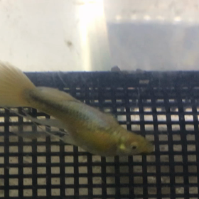 グッピー 産仔の画像