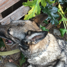 機長の７割の給料の画像