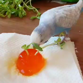 楽しそ うにおしゃべりしながら、ゼリー食べる❤️の画像