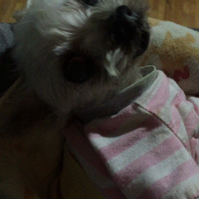 よーちゃんの画像