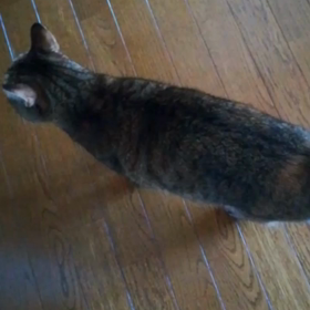 キキ《動画、生声あり》の画像