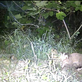 すぎぴたんの事件簿シーズン3　25話（食後のハクビシン）の画像