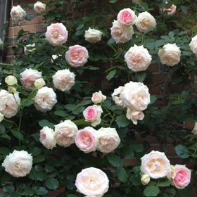 風が強い日でしたの画像