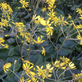 じゃれ合う石蕗の花の画像