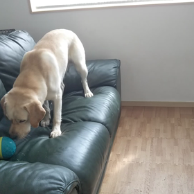 初めましてのオモチャに大興奮の画像