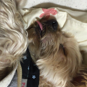 まろん君といびきの画像