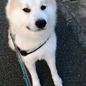 手袋が無いと寒いかなと感じながら、朝散歩スタート。つまり未来丸にひ絶好のコンディションのはず飼いの画像