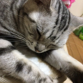 私が歯磨きを始めると…の画像