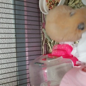 まゆりとその仲間の画像