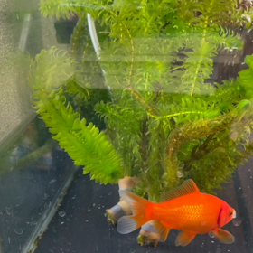 チビきんの画像