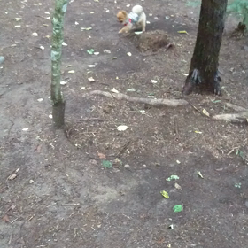 高原の森の中の画像