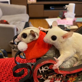 メリークリスマスの画像