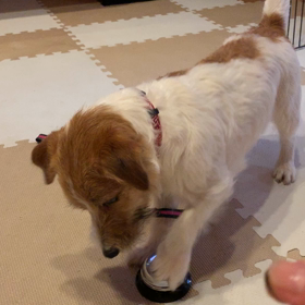 呼び鈴トレーニングやってみました♡の画像