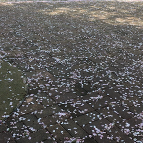 花片の運動会の画像