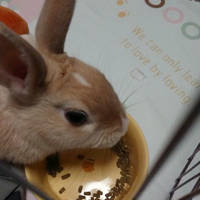 今日の小梅ちゃんの画像