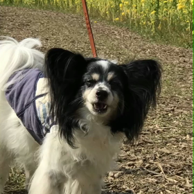 明日はわんだらけの画像