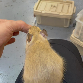 動物プロダクションの日常。の画像