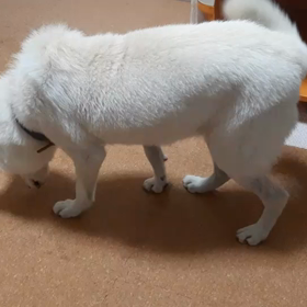 今日のシロくん 3の画像