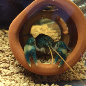 どうしてもきになるハワディの髭‼️の画像