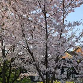 桜の動画の画像