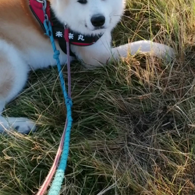 完全にパターン化された未来丸の朝散歩。少し歩いてはゴロ寝、少し歩いてはじっと見つめてゴロ寝要求。の画像