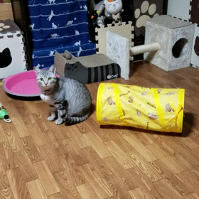 れいのすれいれいの画像