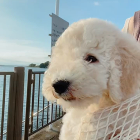 だっこ散歩☆の画像