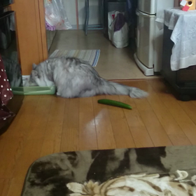 キュウリを置いてみたの画像