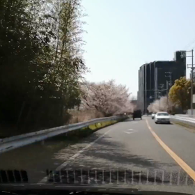 桜がこんなに辛いとはの画像