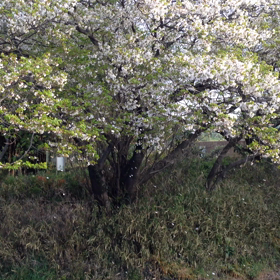 １本桜 舞い散る…の画像