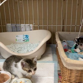 みけちゃんママから託された子たち❤️の画像