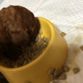 離乳食❤️の画像