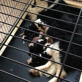 販売中 ボーダーコリー 子犬の画像