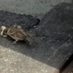 見てみて　スズメ編の画像