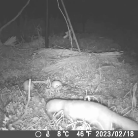 すぎぴたんの事件簿シーズン3　183話（渋柿探してる？イタチ）の画像