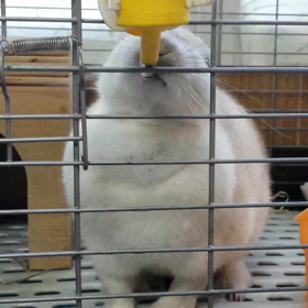 うっちゃん、水をペロペロ動画 12月28日撮影の画像