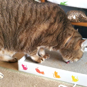 またたび～その１～の画像