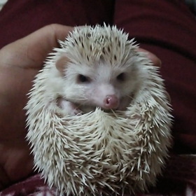 ♯丸くなったら～～～♯の画像