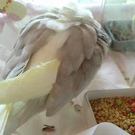 ぴょこぴょこひなたちゃん！の画像