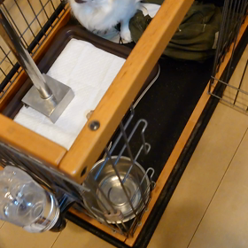 ジェイクもお疲れ様。の画像